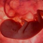 Aborto-feto-ADENTRO-e1497139579490